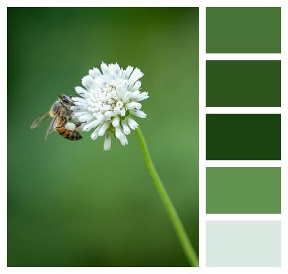 Pollination Honey Bee Clover Image